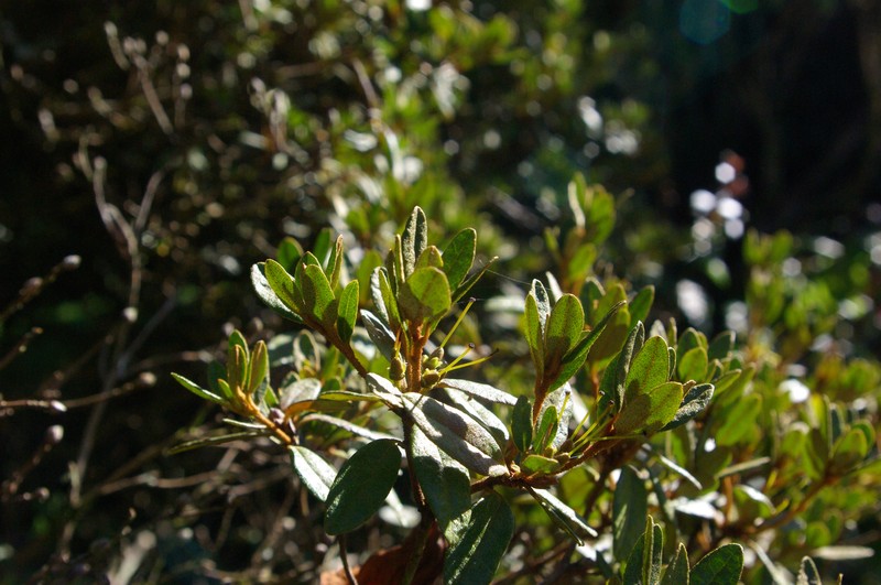 Rhododendron websterianum photo 5