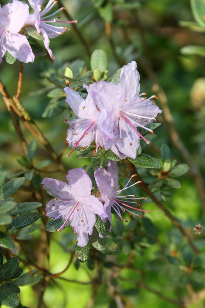 Rhododendron websterianum photo 6