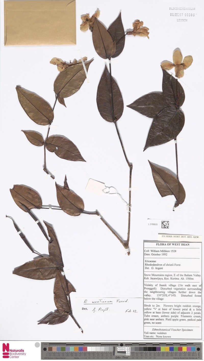 Rhododendron wentianum