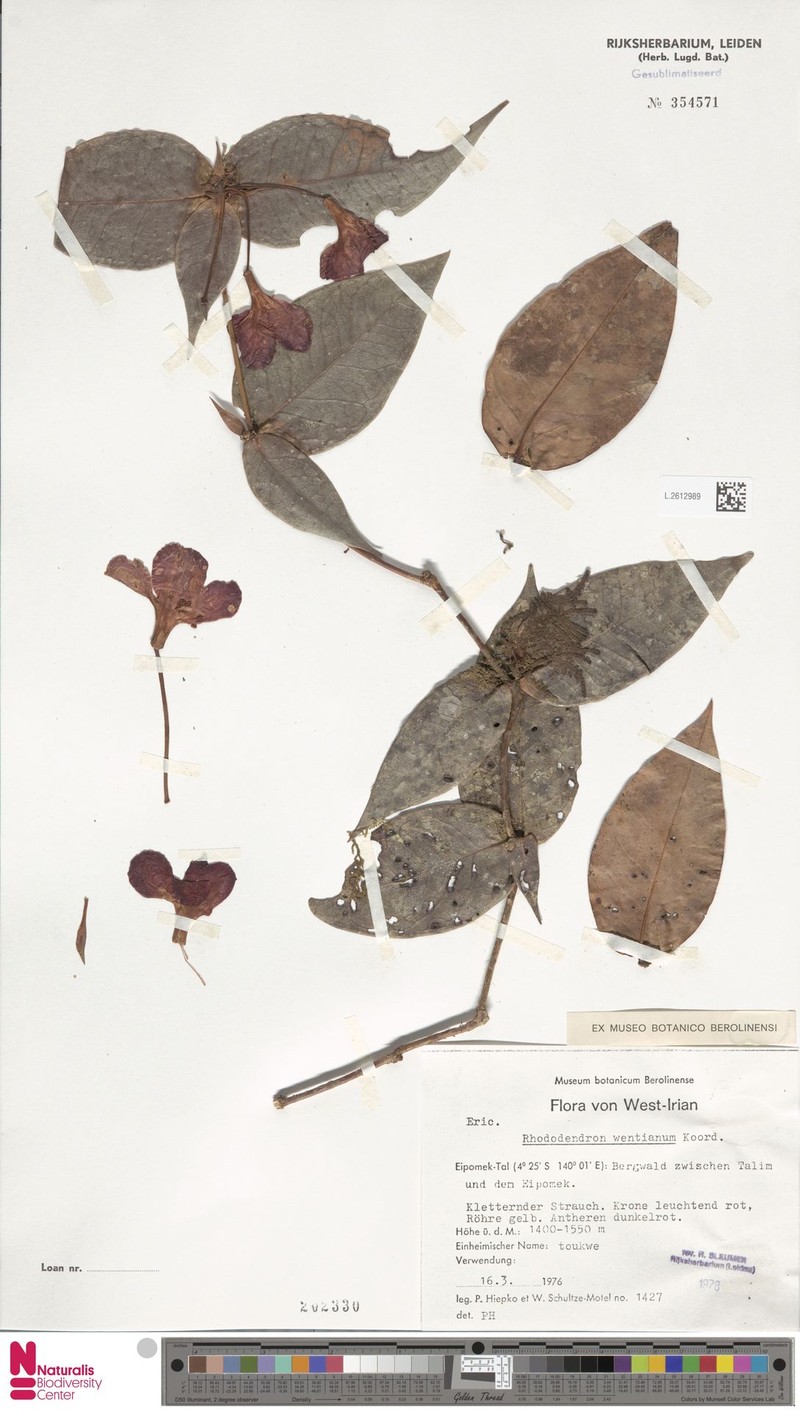Rhododendron wentianum photo 2