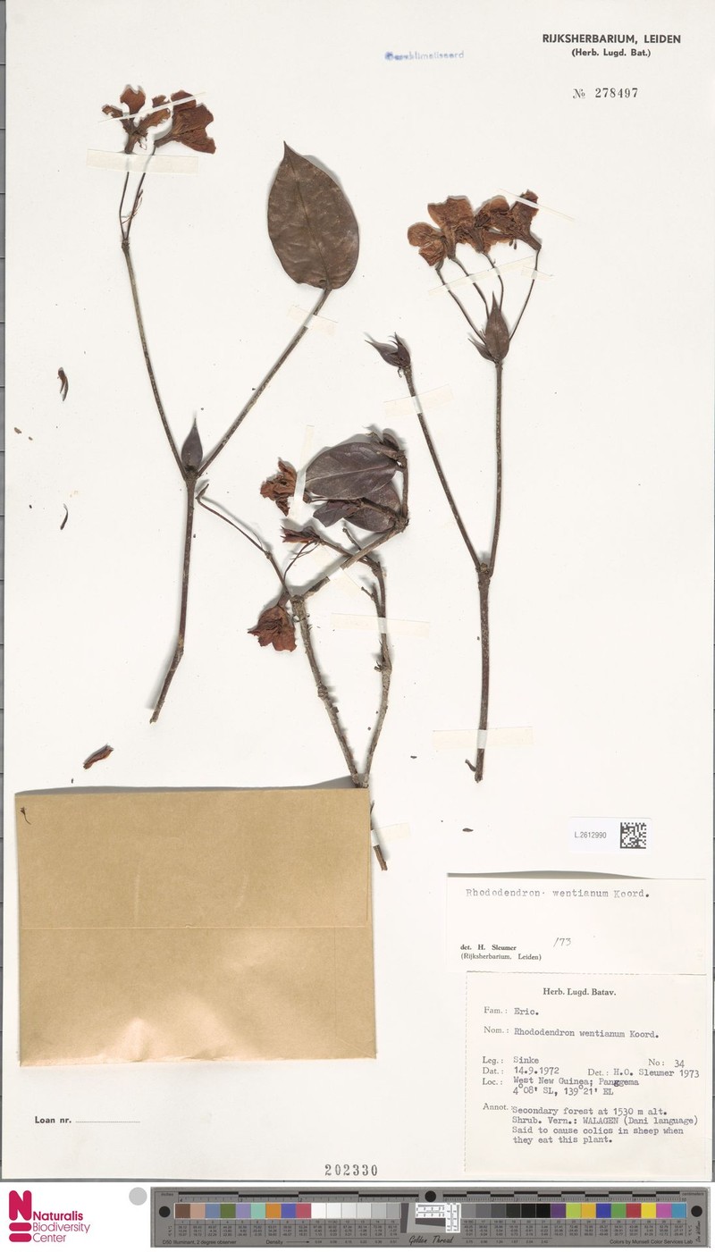 Rhododendron wentianum photo 3