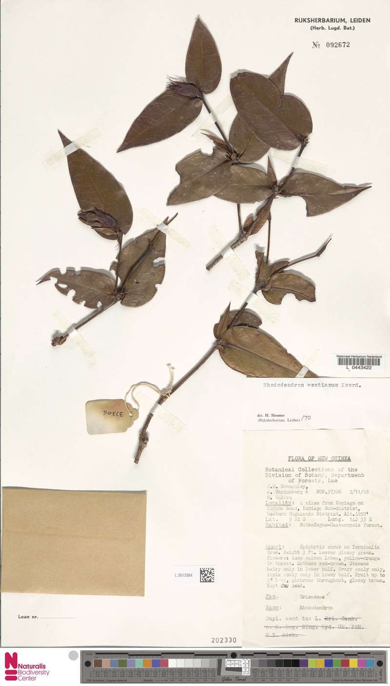 Rhododendron wentianum photo 5