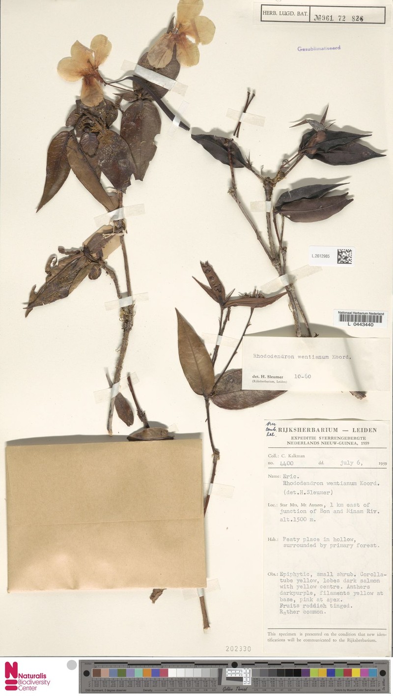 Rhododendron wentianum photo 6