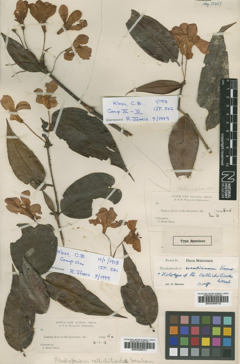 Rhododendron wentianum photo 7