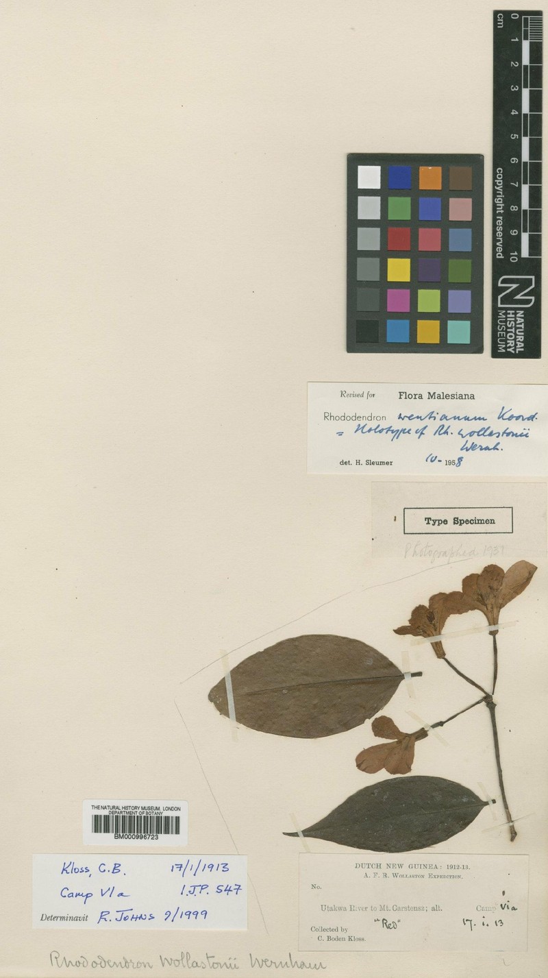 Rhododendron wentianum photo 8