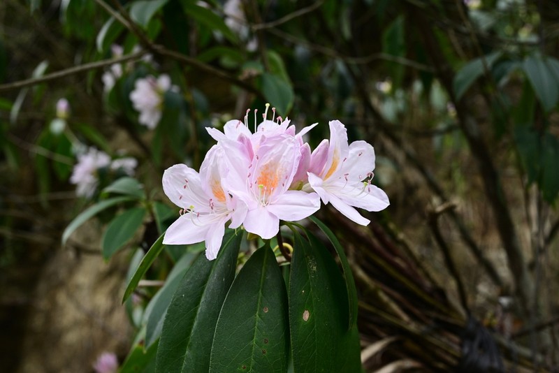 Rhododendron westlandii