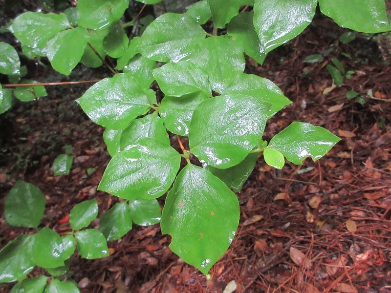 Rhododendron weyrichii
