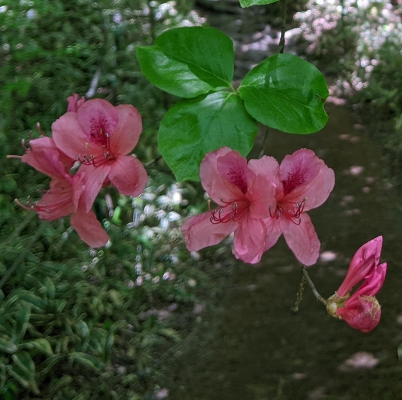 Rhododendron weyrichii photo 2