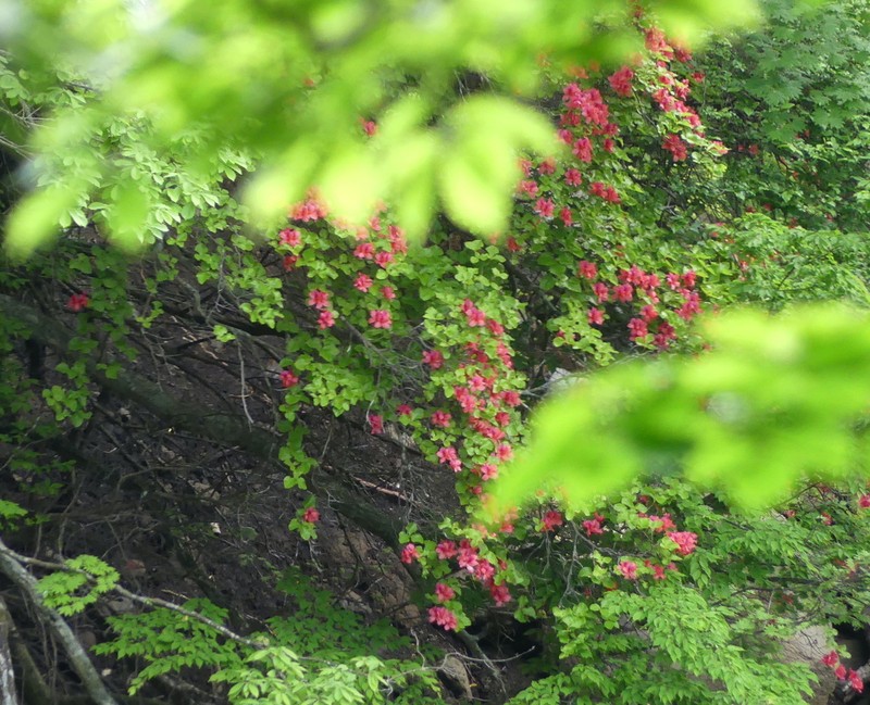 Rhododendron weyrichii photo 3