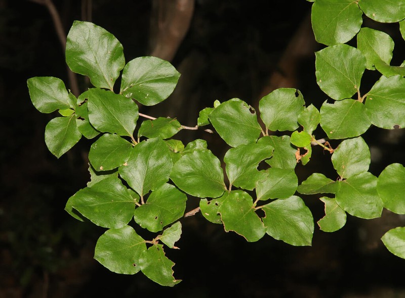 Rhododendron weyrichii photo 4