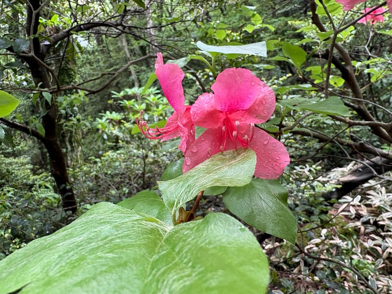 Rhododendron weyrichii photo 5