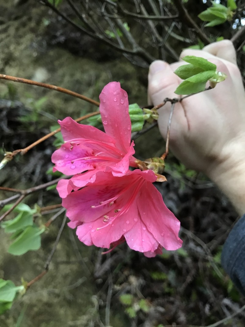 Rhododendron weyrichii photo 6