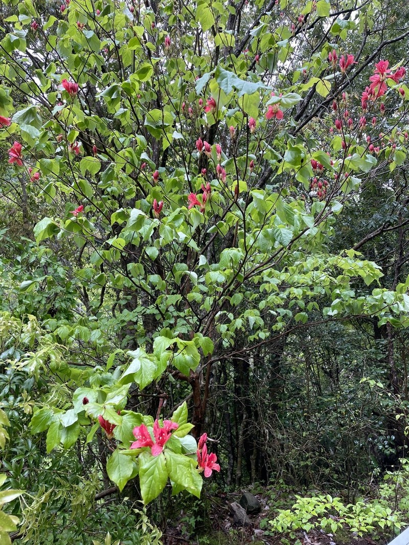 Rhododendron weyrichii photo 7