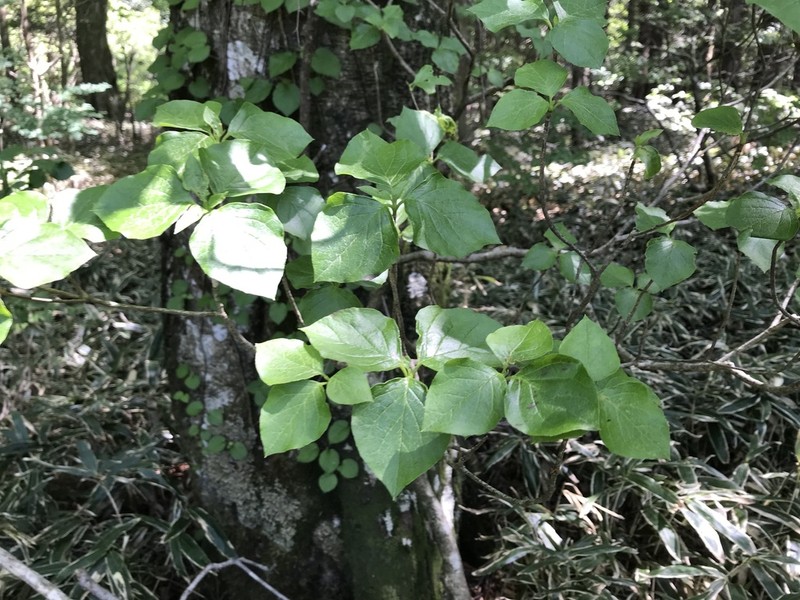 Rhododendron weyrichii photo 8