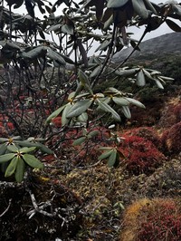 Rhododendron wightii