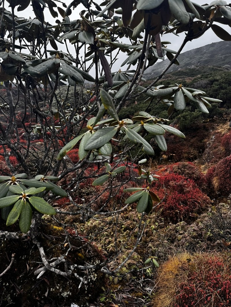 Rhododendron wightii