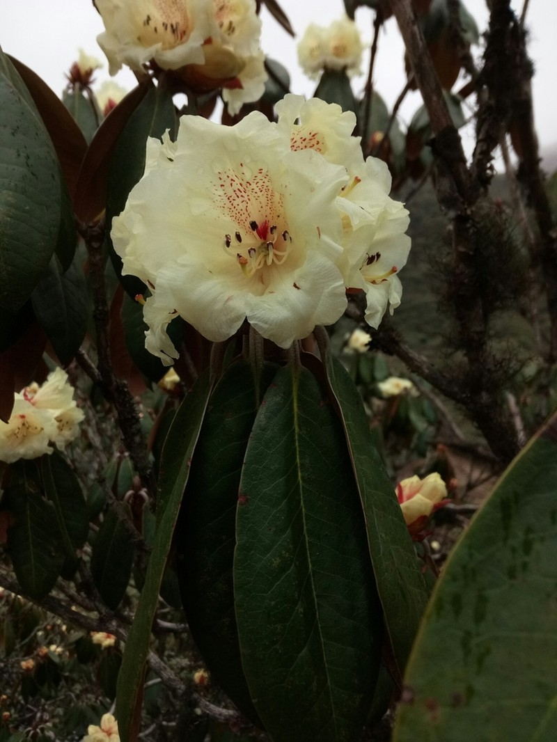 Rhododendron wightii photo 2