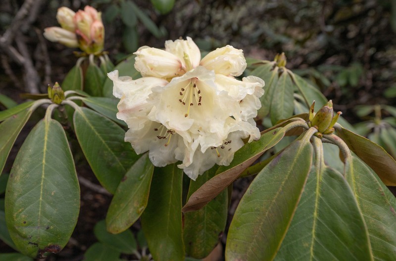 Rhododendron wightii photo 3