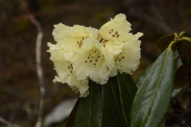 Rhododendron wightii photo 4
