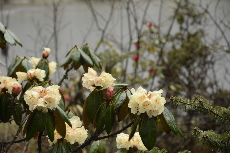 Rhododendron wightii photo 5