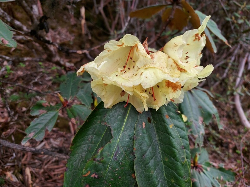 Rhododendron wightii photo 6