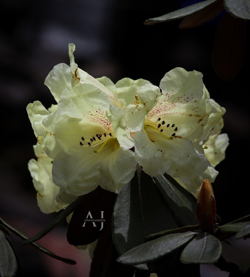 Rhododendron wightii photo 7