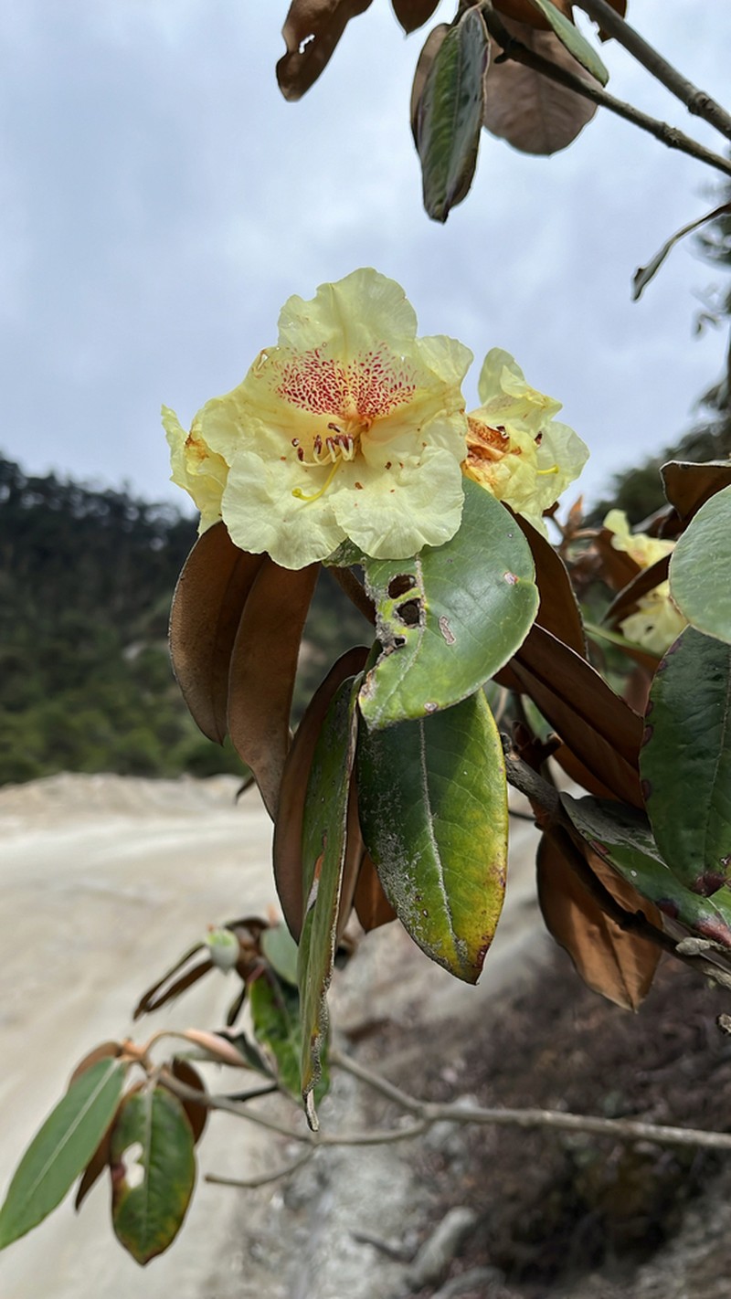 Rhododendron wightii photo 8