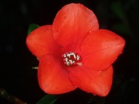 Rhododendron wilkiei