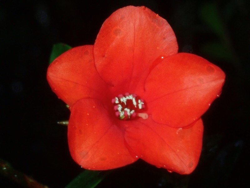 Rhododendron wilkiei