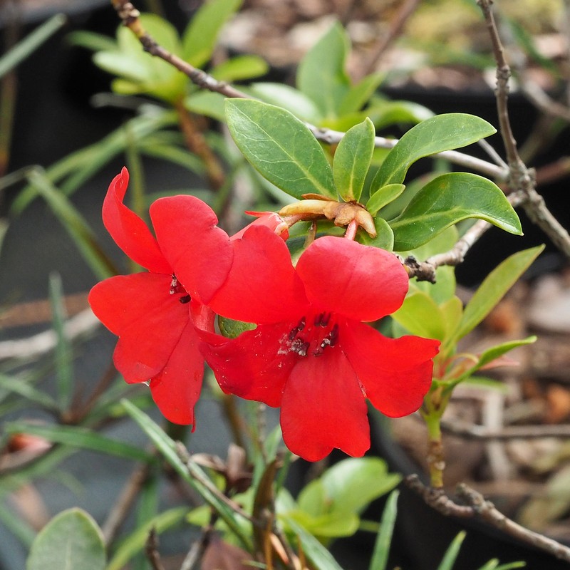 Rhododendron wilkiei photo 3