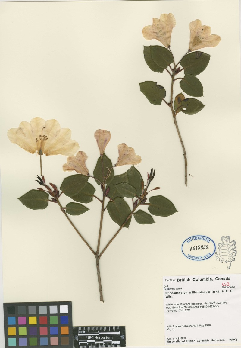 Rhododendron williamsianum photo 2