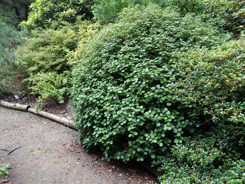Rhododendron williamsianum photo 3
