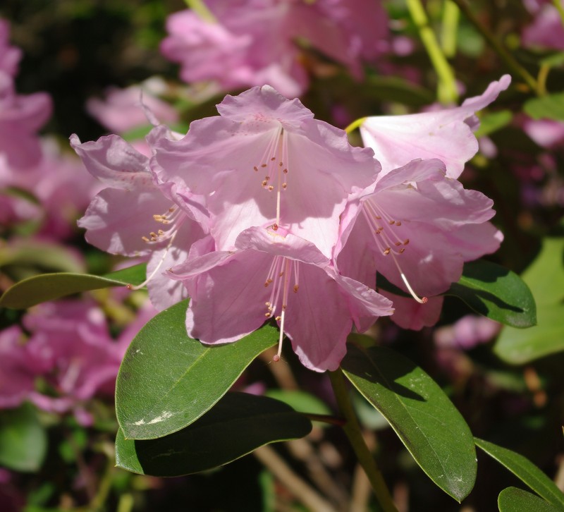 Rhododendron williamsianum photo 5