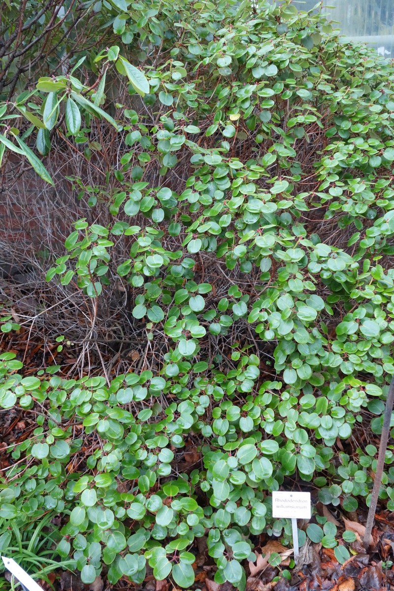 Rhododendron williamsianum photo 6