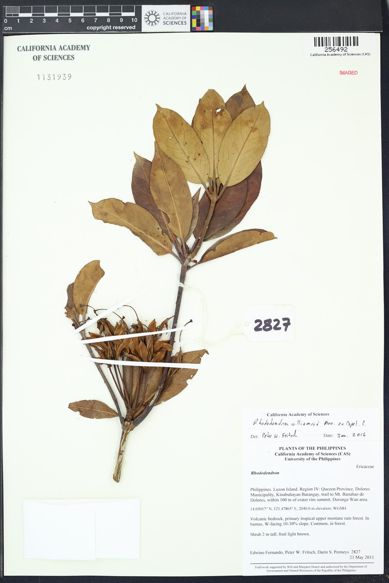 Rhododendron williamsii