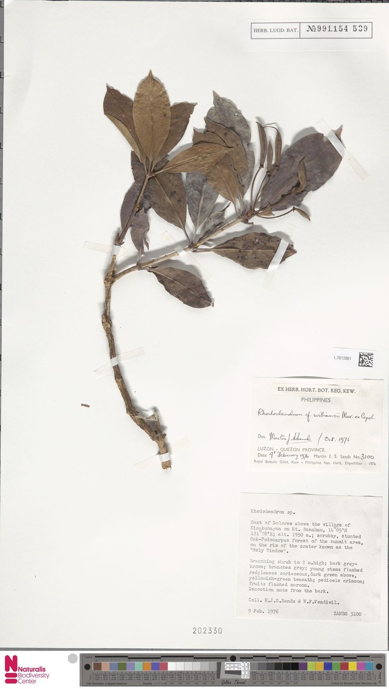 Rhododendron williamsii photo 2