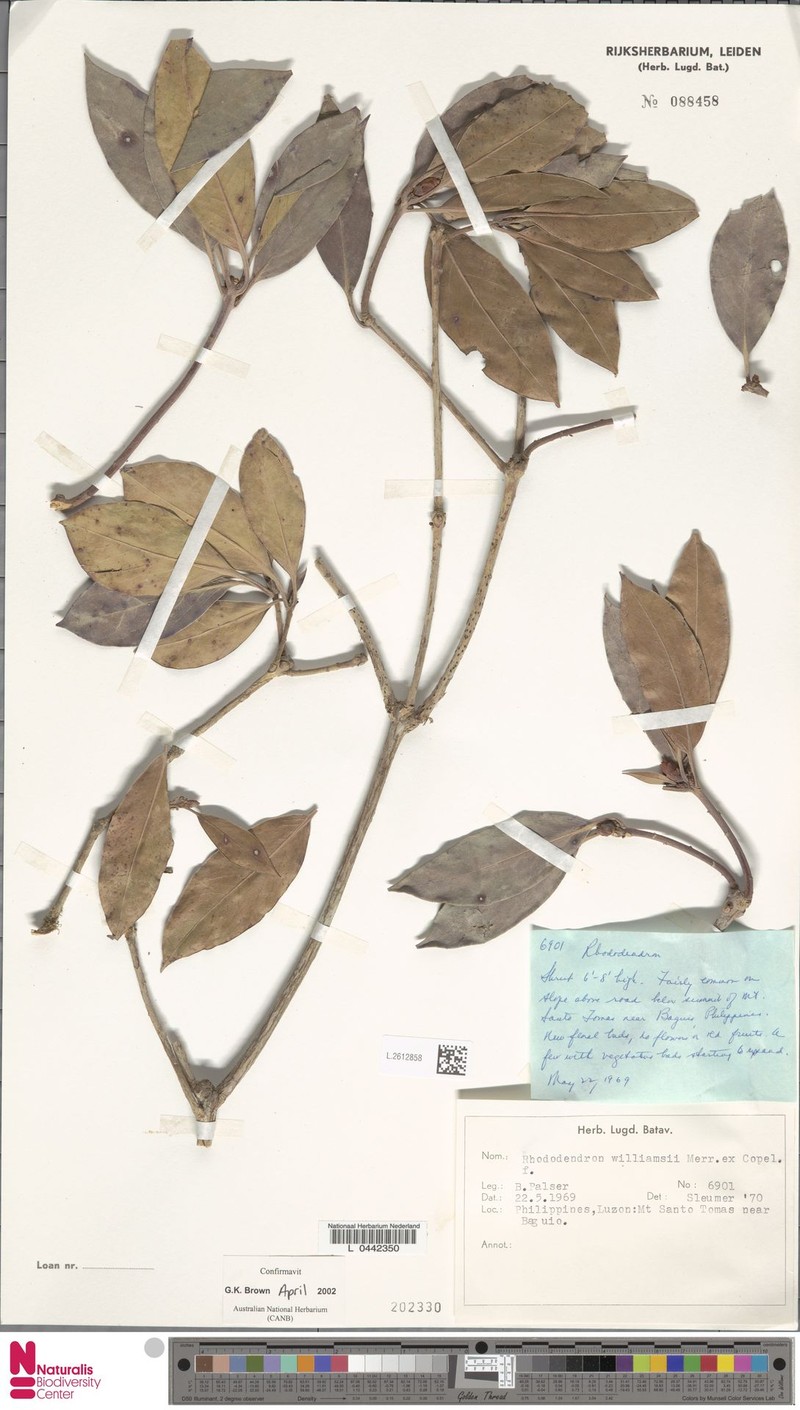 Rhododendron williamsii photo 3
