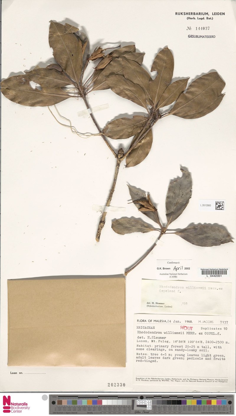 Rhododendron williamsii photo 6