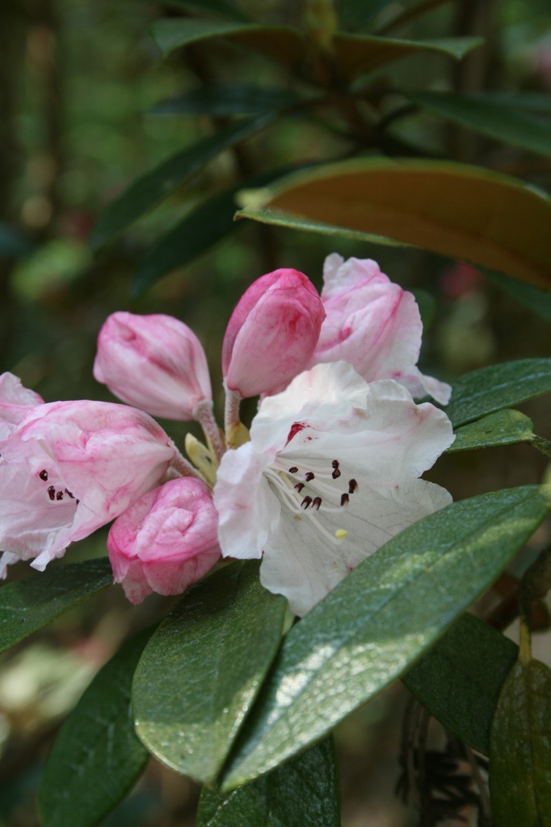 Rhododendron wiltonii