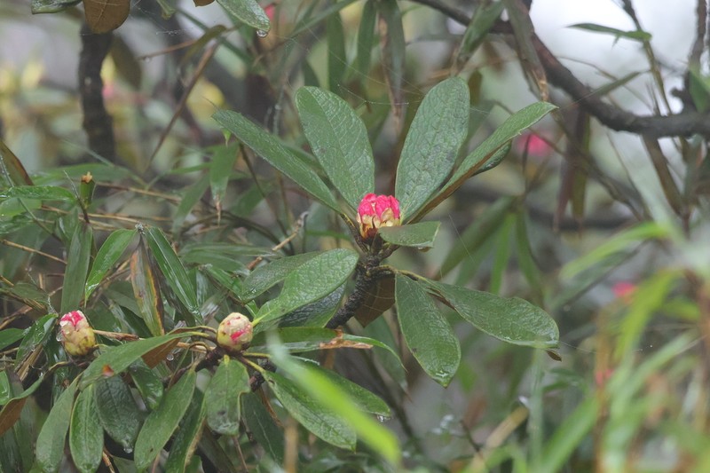 Rhododendron wiltonii photo 2