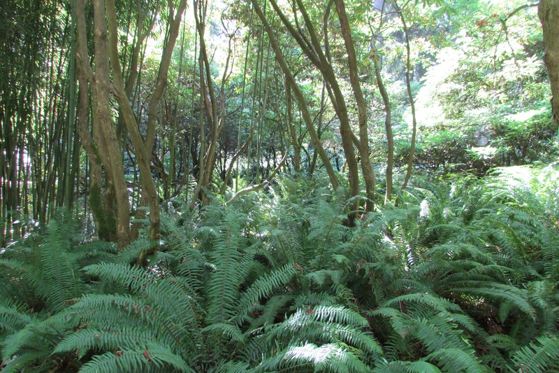 Rhododendron wiltonii photo 3