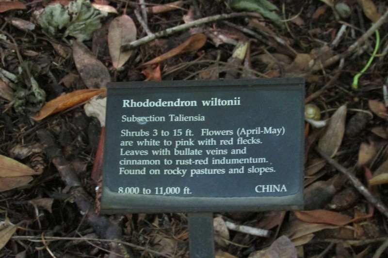 Rhododendron wiltonii photo 4