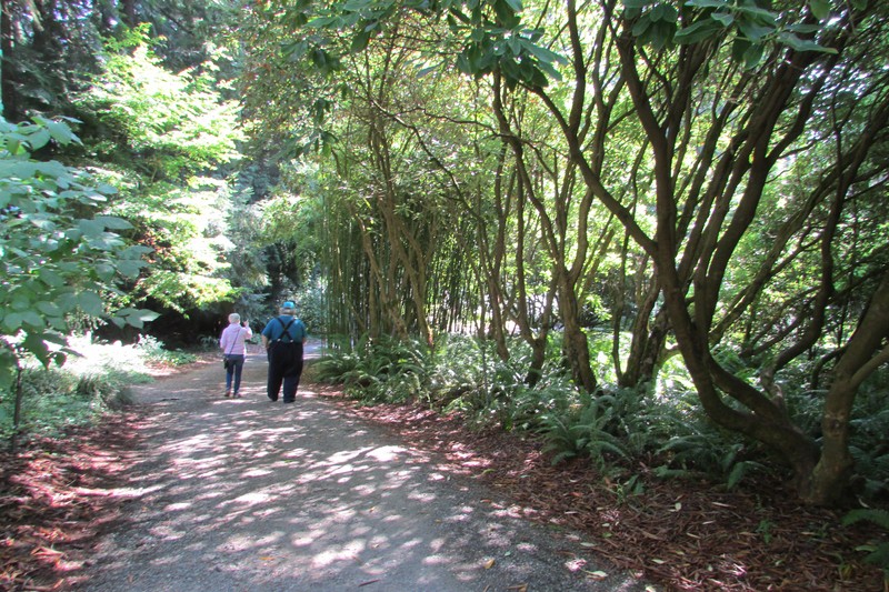 Rhododendron wiltonii photo 5