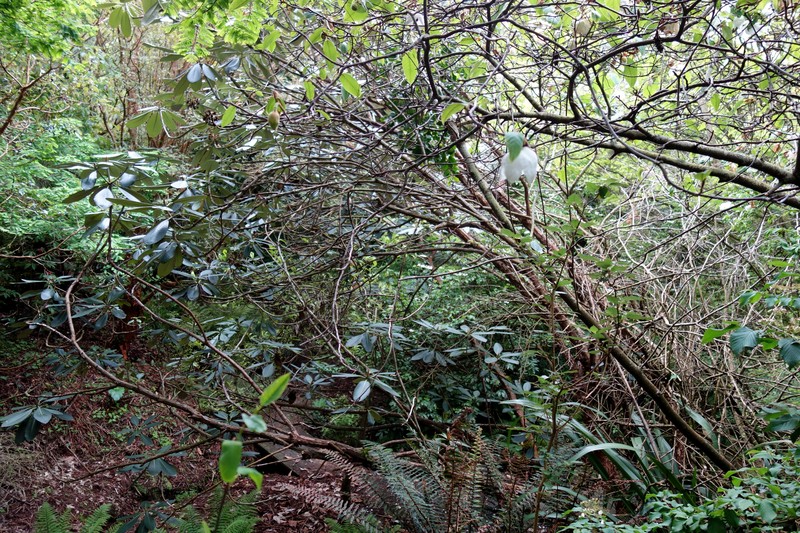 Rhododendron wiltonii photo 6