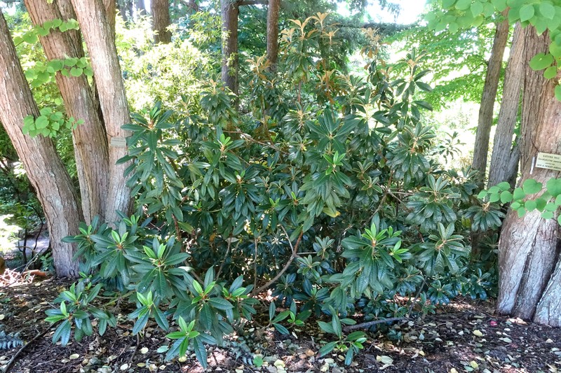 Rhododendron wiltonii photo 7