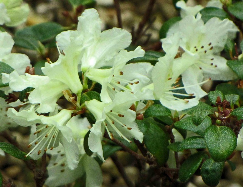 Rhododendron wongii