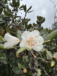 Rhododendron wrayi