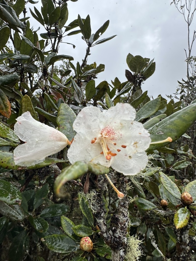 Rhododendron wrayi