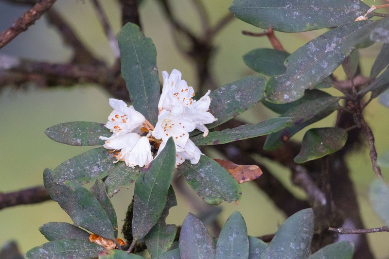 Rhododendron wrayi photo 2