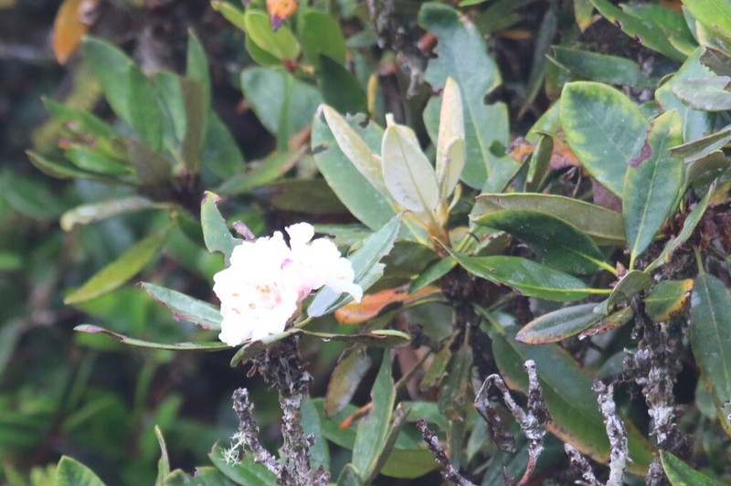 Rhododendron wrayi photo 3